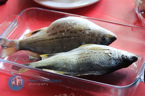 Tripping the fish fantastic of Macajalar Bay .